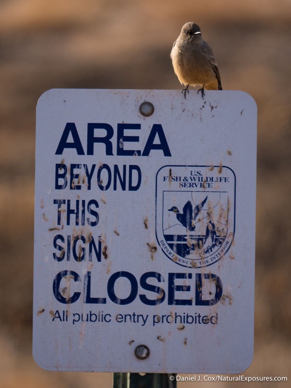 Gray-colored thrush sits atop a NWR sign. Bosque del Apache, NWR. New Mexico.