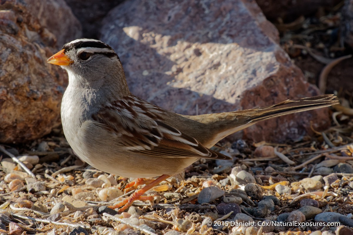 White-crowned Sparrow, Bosque del Apache NWR, New Mexico. Lumix GH4 with 100-400mm zoom at 400mm. ISO800