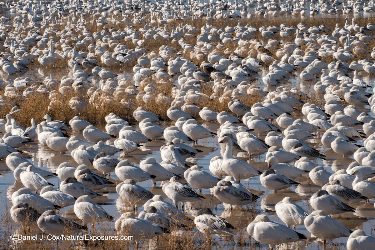 Snow geese resting mid morning. Bosque del Apache NWR. New Mexico. Lumix GX8 with 100-400mm lens. ISO 200