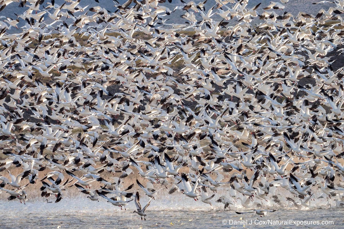 Snow geese lift off from a small pond at Bosque del Apache NWR. New Mexico. Lumix GX8 with 100-400mm zoom. ISO 320
