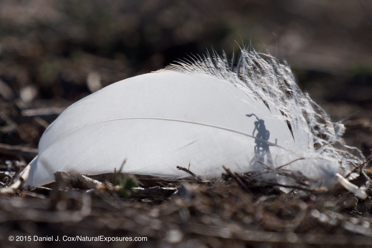 Snow goose feather lies in the grass. Bosque del Apache NWR. New Mexico