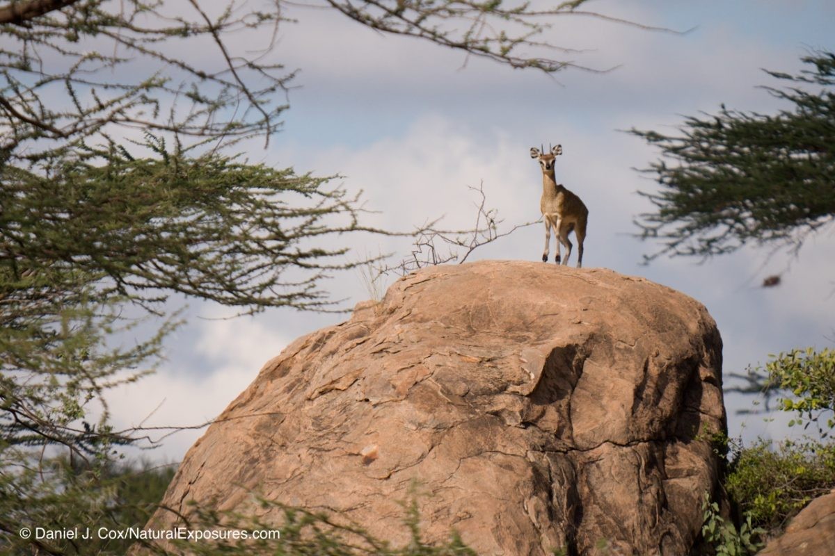 Klipspringer, Samburu National Park, Kenya showing a watermark sample that I include on all my images sent out vial email or on the web.