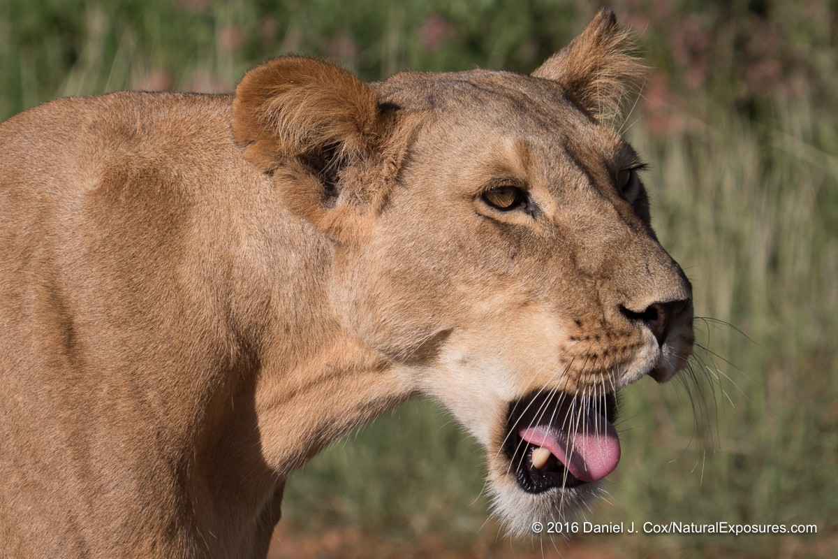 African lion, female in Samburu National Reserve, Kenya