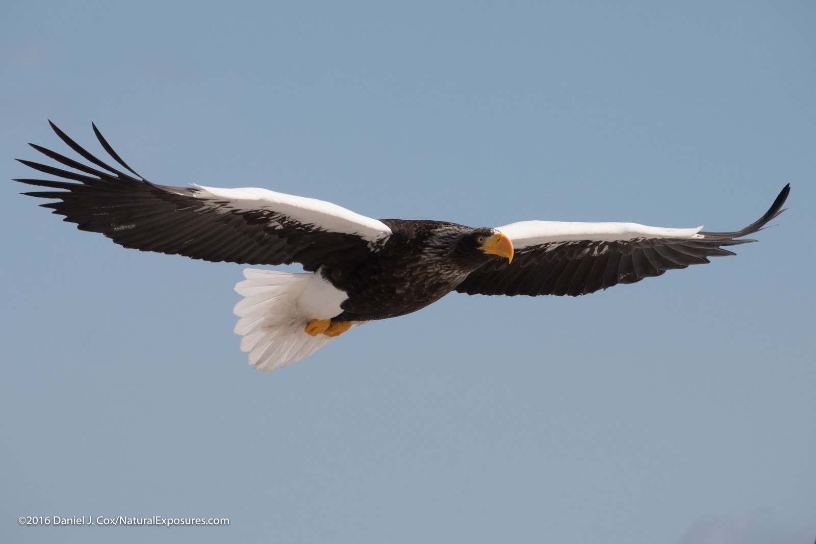 Can Lumix Shoot Sports and Wildlife?