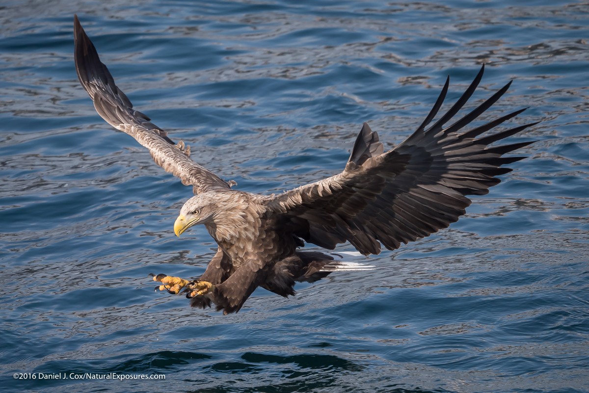Birds in flight