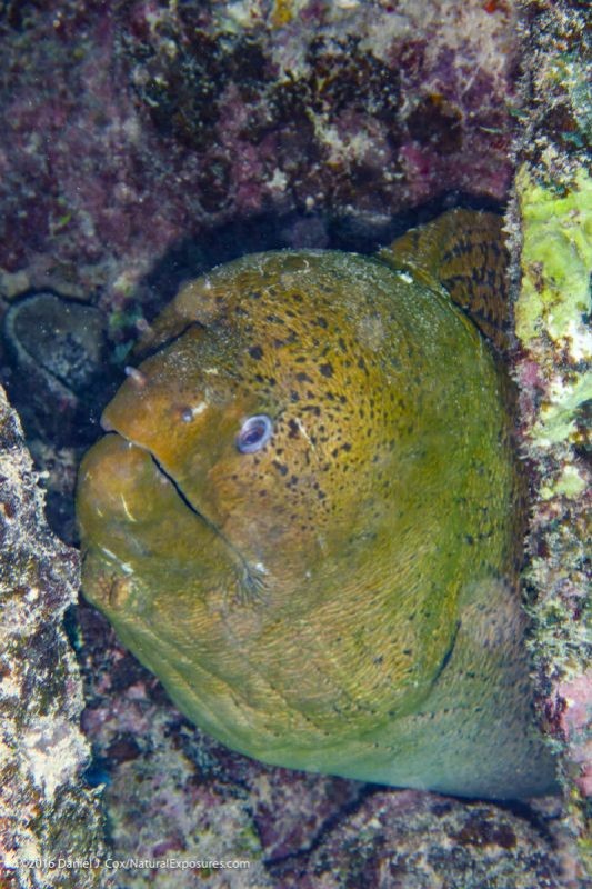 Giant moray eel, Tahatian islands. Lumix TS5 with flash