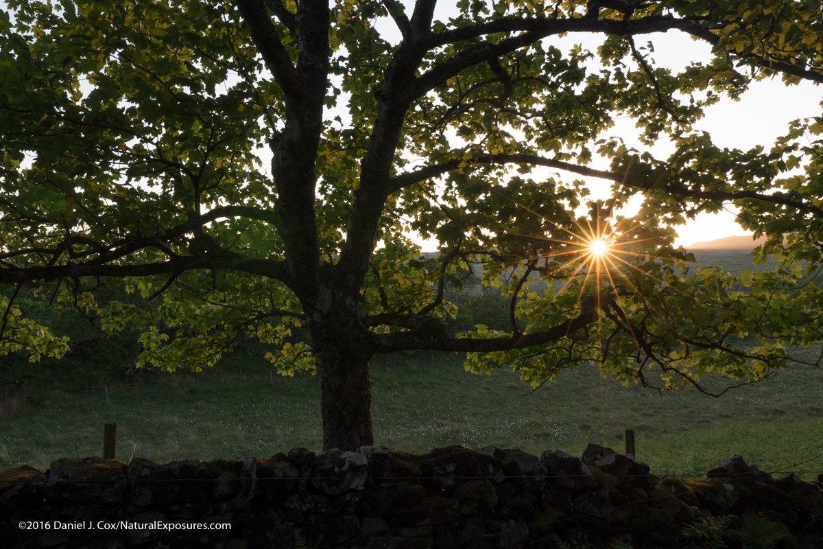 The star burst effect with this lens it spectacular. Lumix GX8 ISO 200