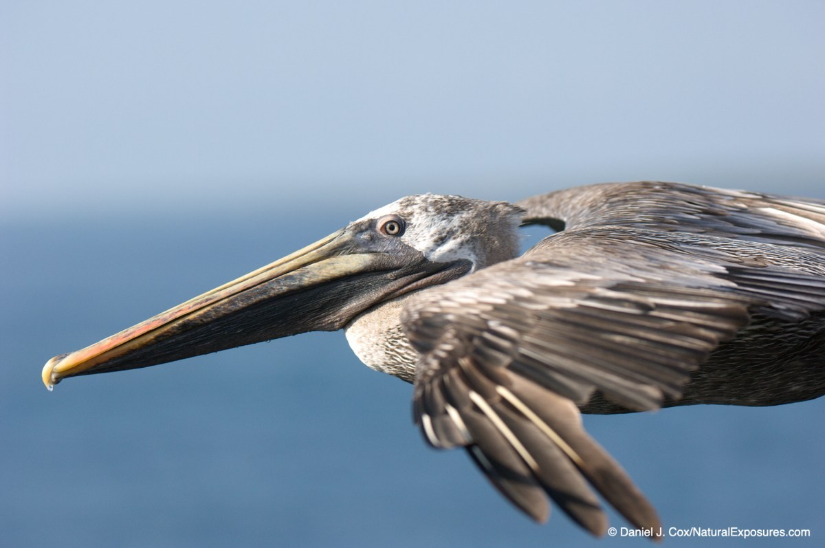 birds in flight