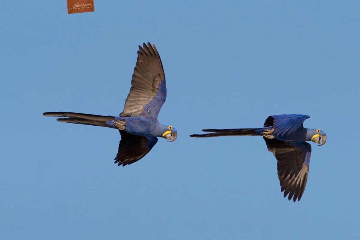 Hyacinth Macaw