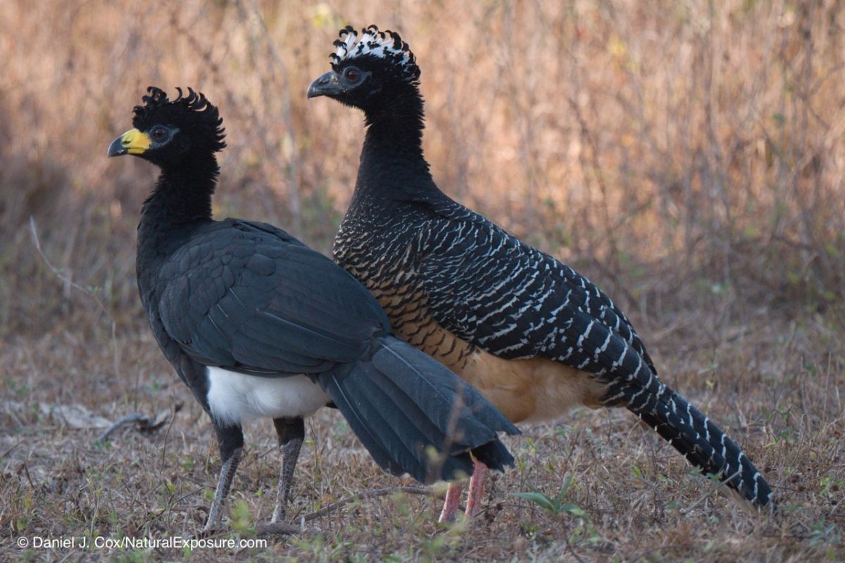 The new Leica 100-400mm is going to revolutionize bird photography like nothing we've ever seen due to the tremendous reach a=of 800mm and the ability to hold it by hand. Bare-faced Curassow, male and female in the Pantanal, Brazil