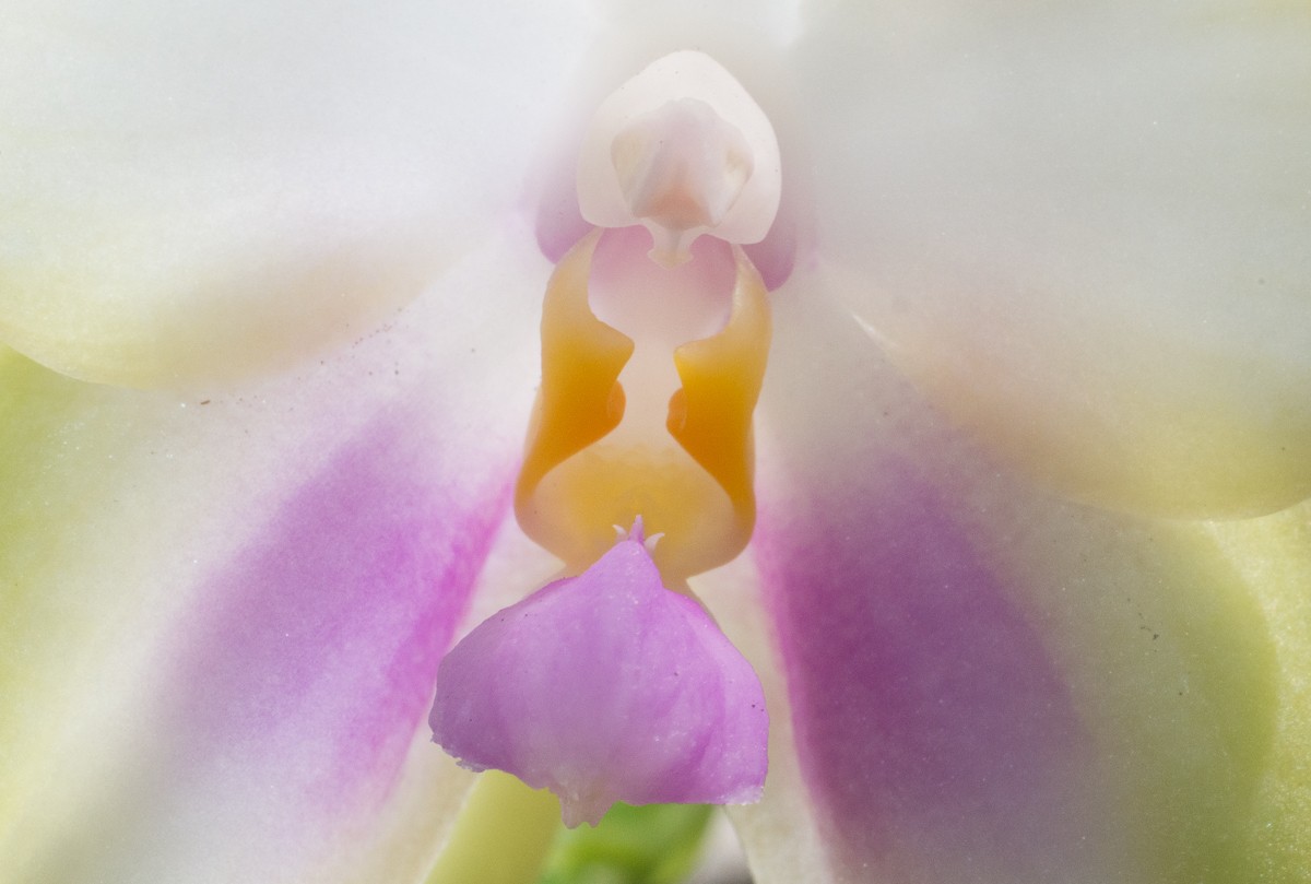 The Lumix Diaries: Macro Made Easy