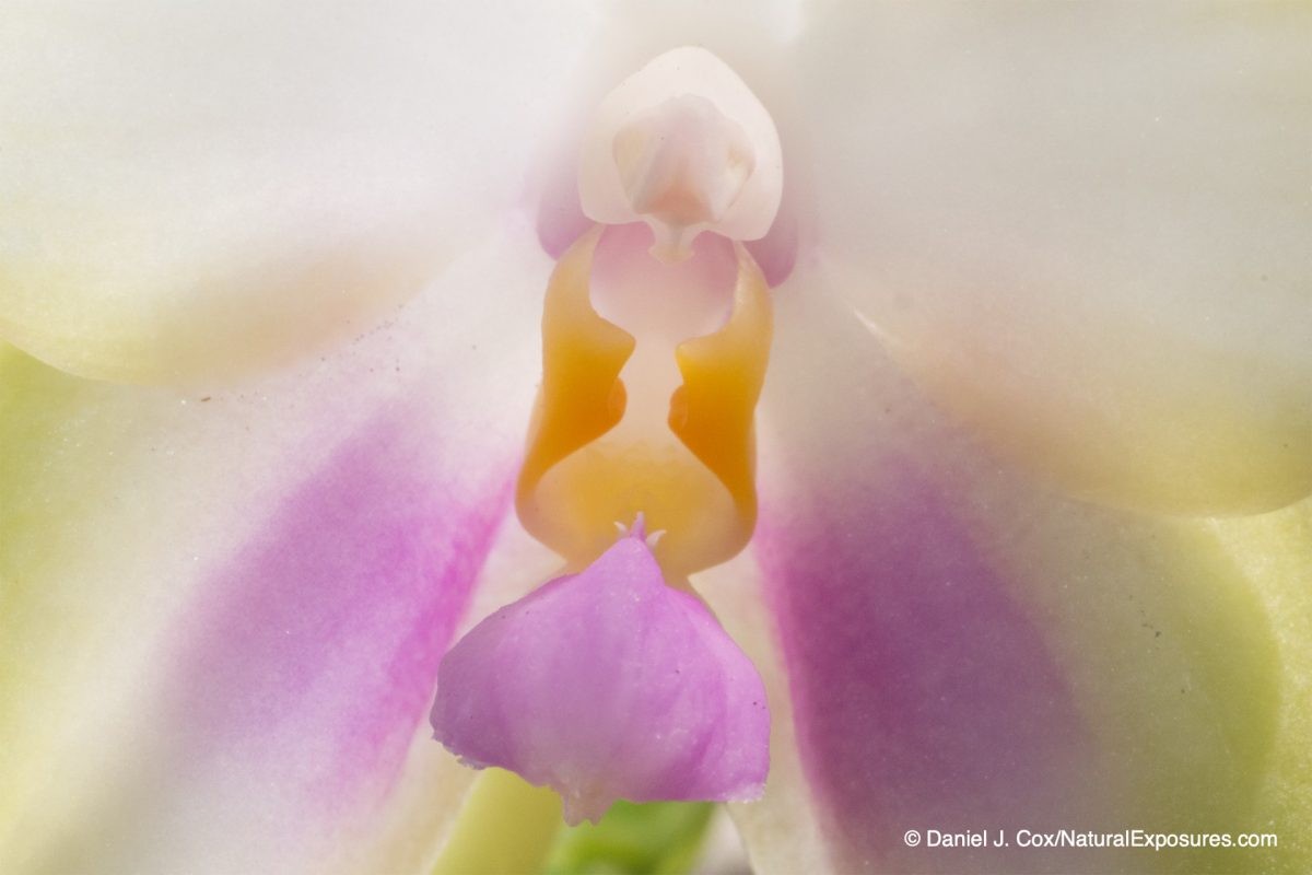 fill flash, macro