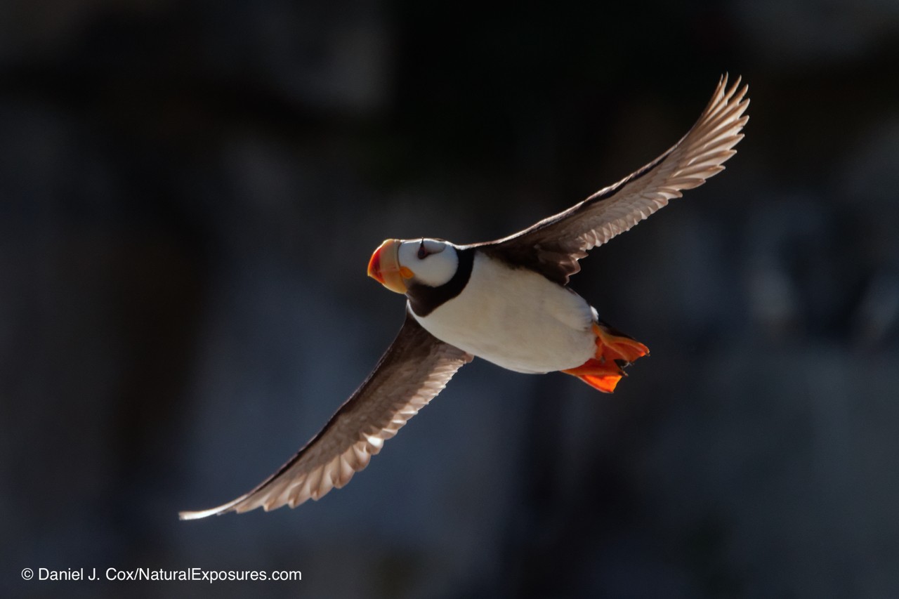 birds in flight