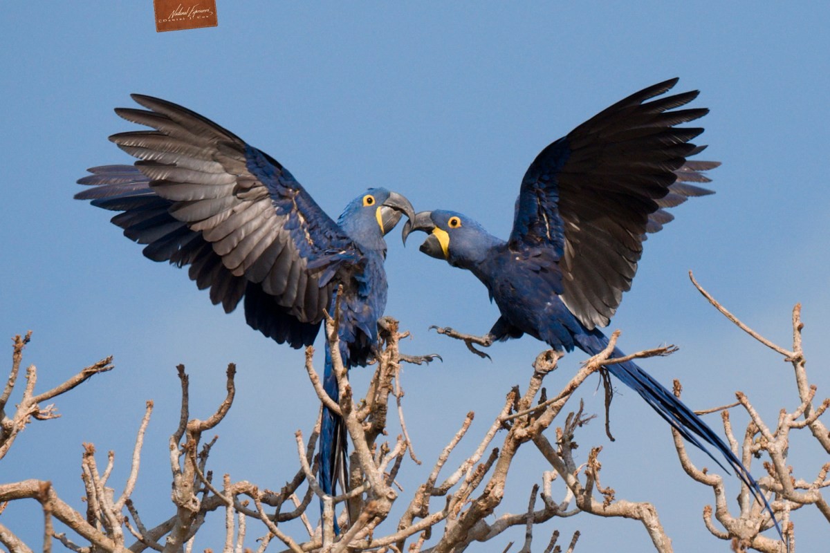 Hyacinth Macaw