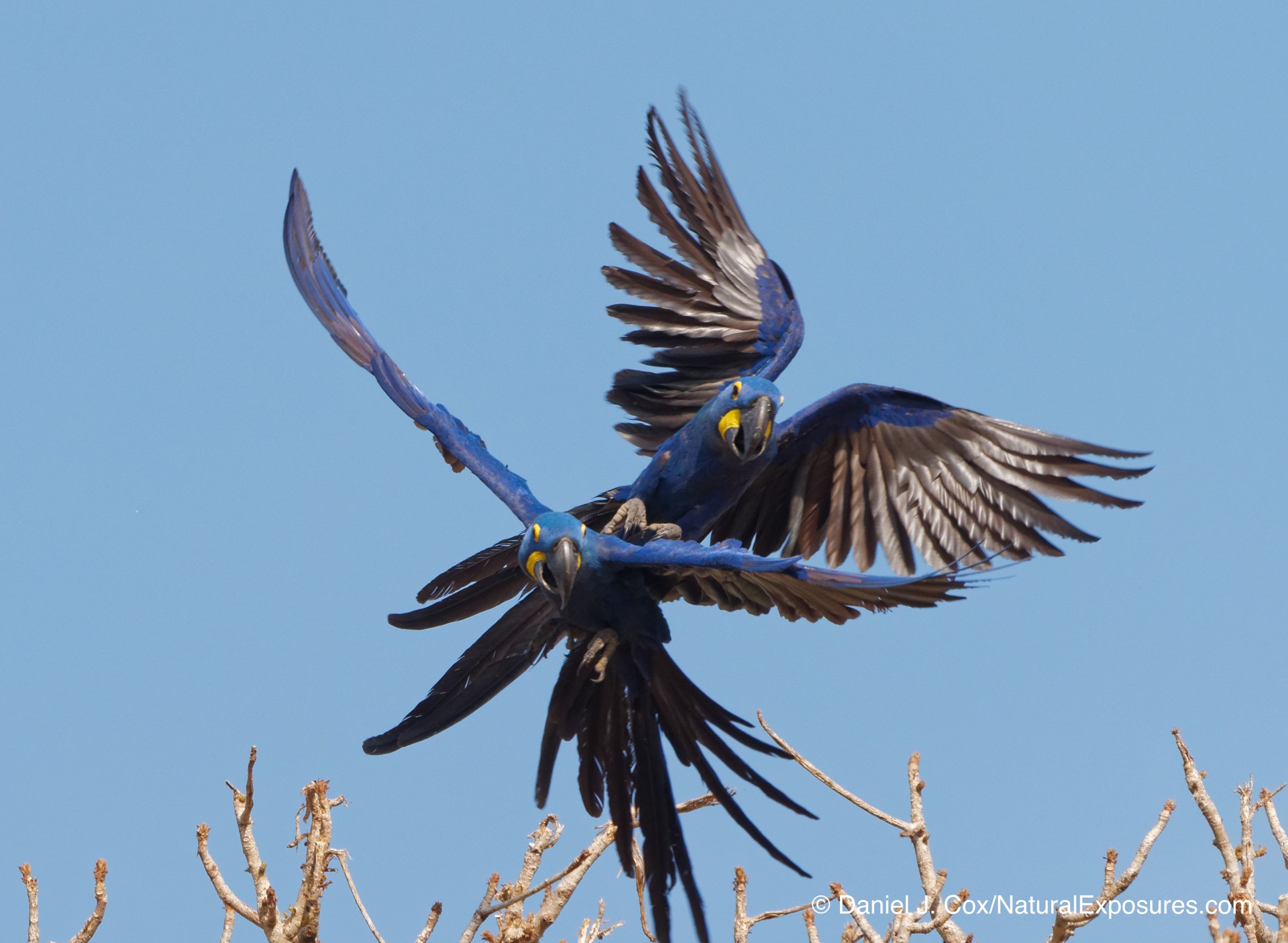 Andy Quinn Wants to Know about Lumix G9 Birds In Flight