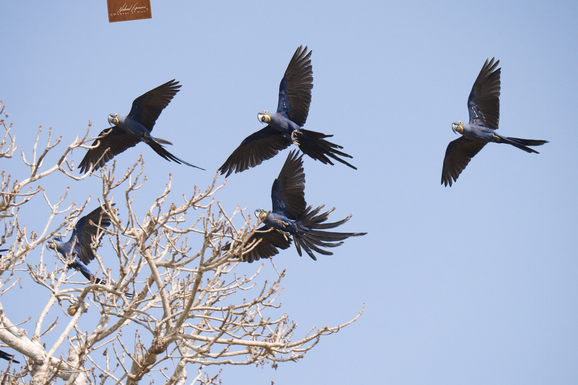 A flock of Hyacinth macaws. Brazil