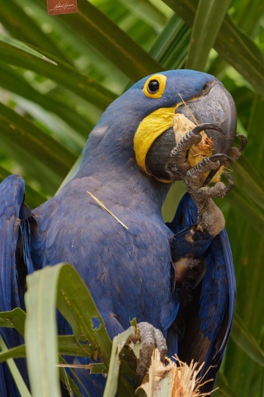 Vulnerable species
