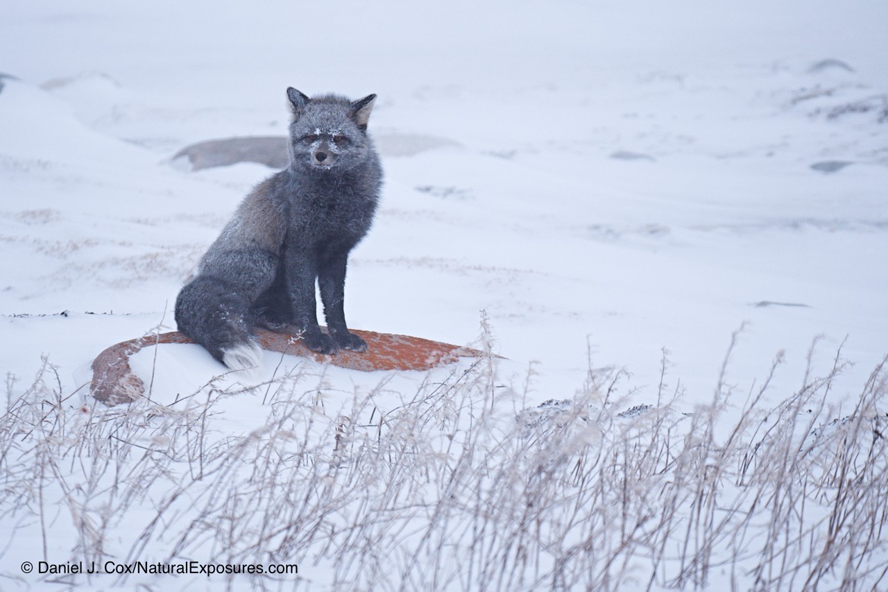 Foxes on the Edge with the Arctic Documentary Project