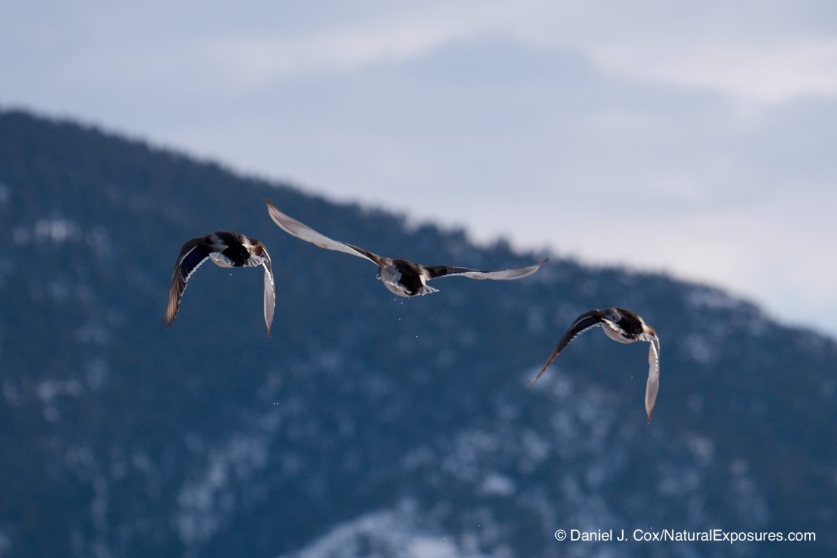 Birds in flight, BIF, Leica 200mm with 1.4X and 2X teleconverters Lumix G9 