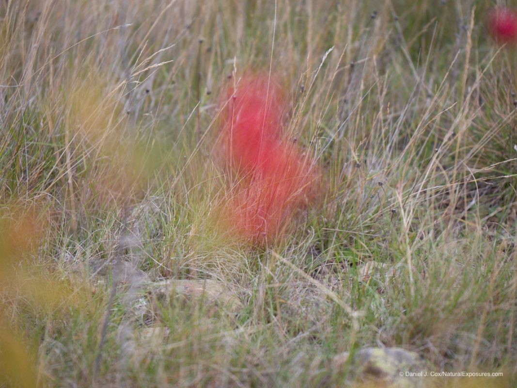 Lumix Won't Focus