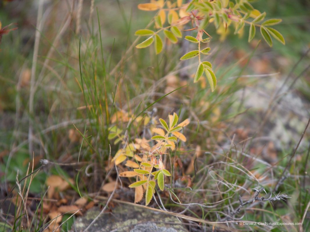 Lumix Won't Focus