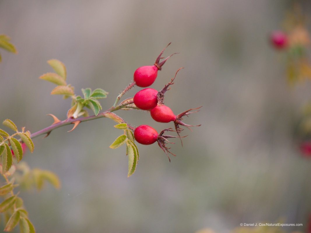 Lumix Won't Focus