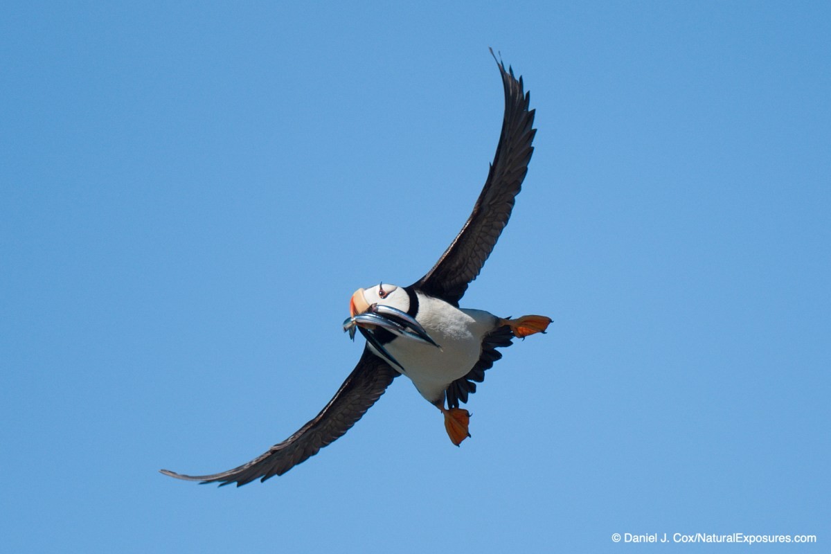 birds in flight