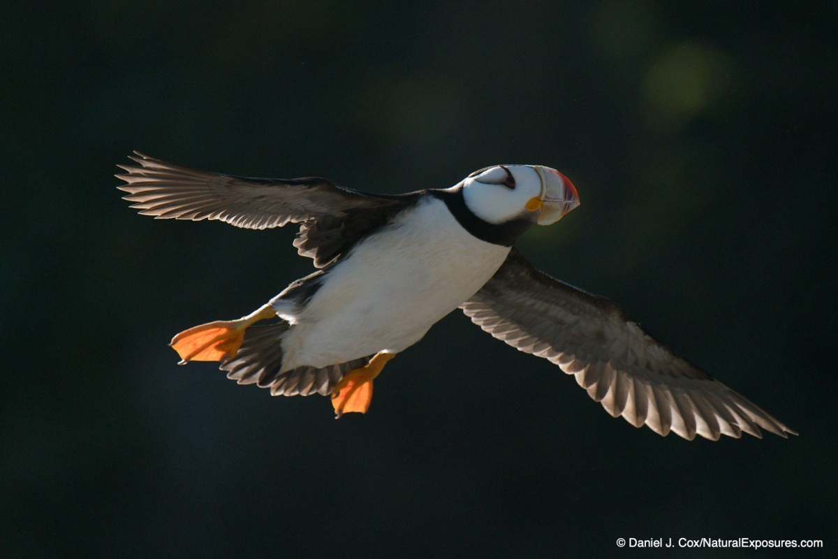 birds in flight