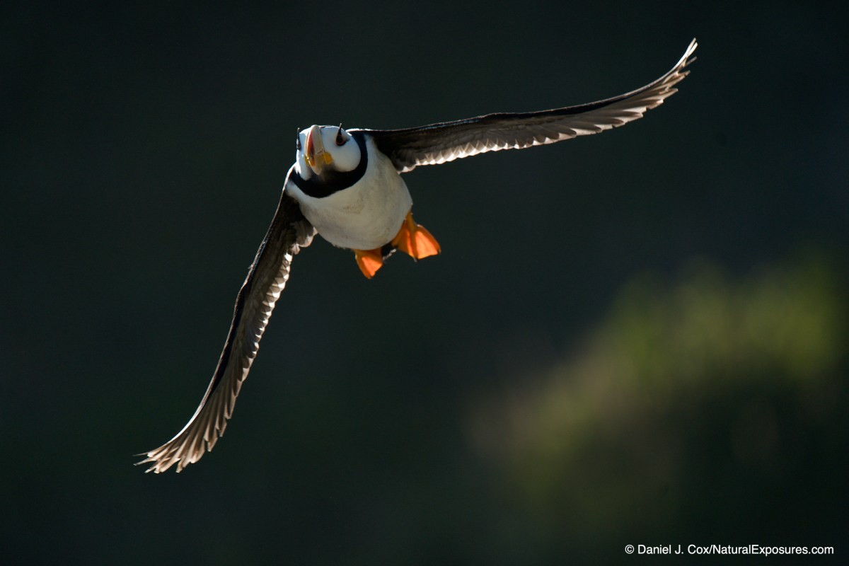 birds in flight
