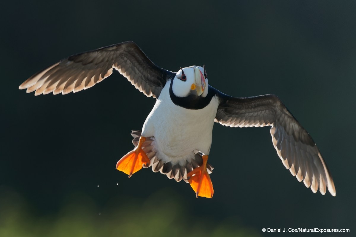 birds in flight