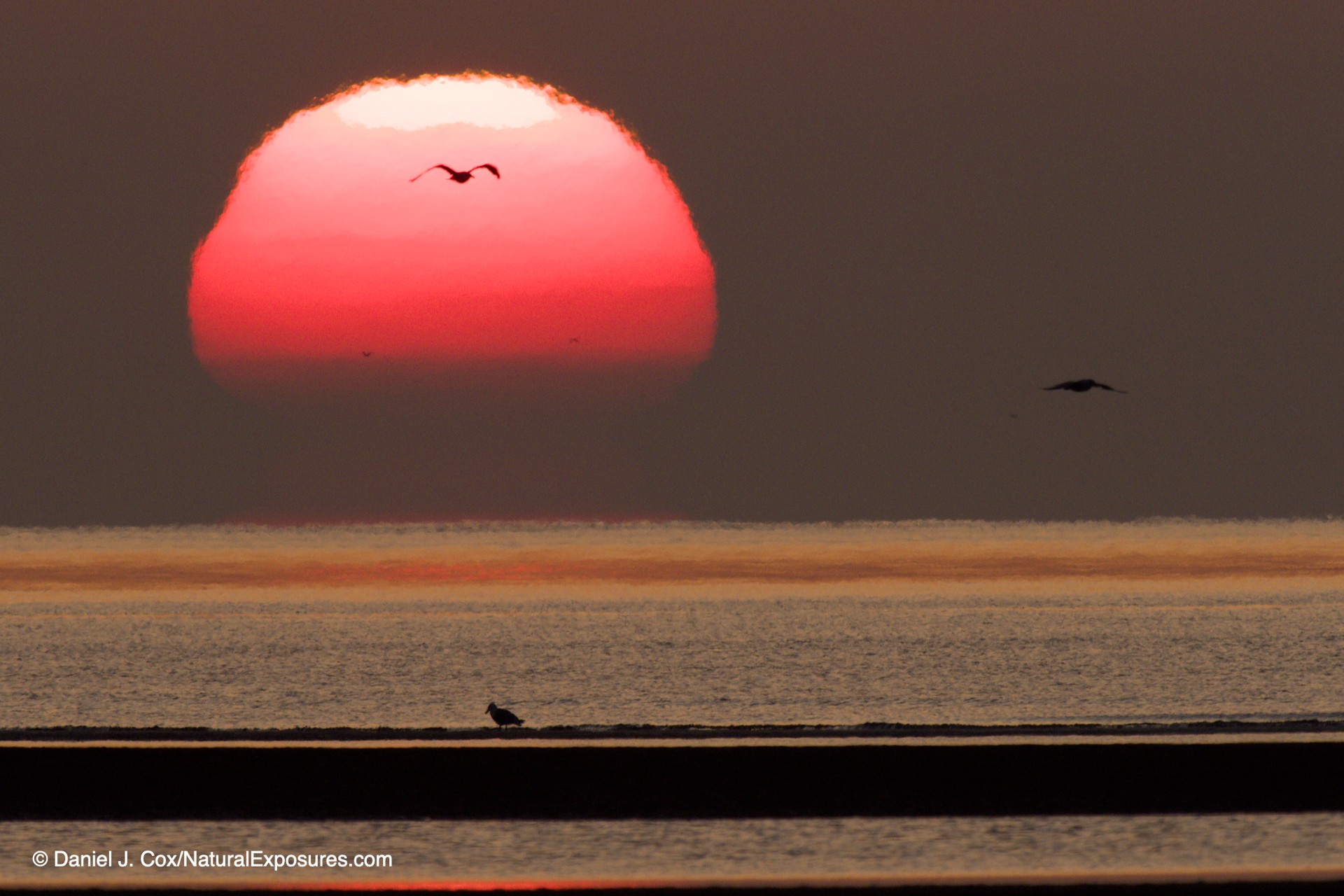 Great Review on Sony A9, The Best Camera for Birds in Flight