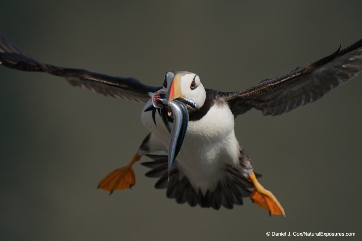 birds in flight