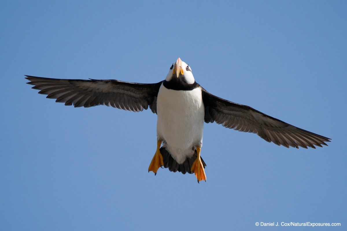 birds in flight