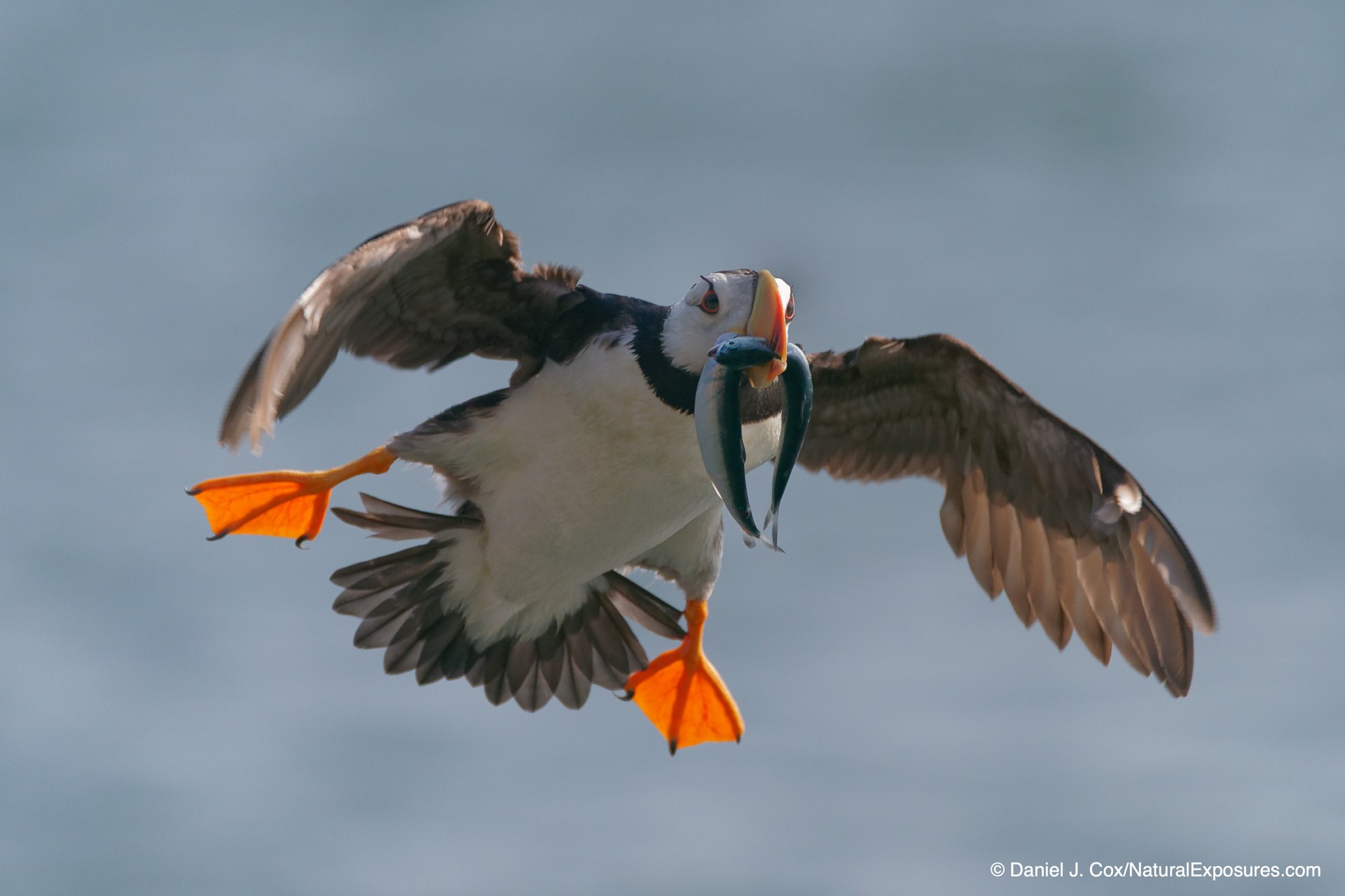 Photo Tips from the Field: Birds in Flight