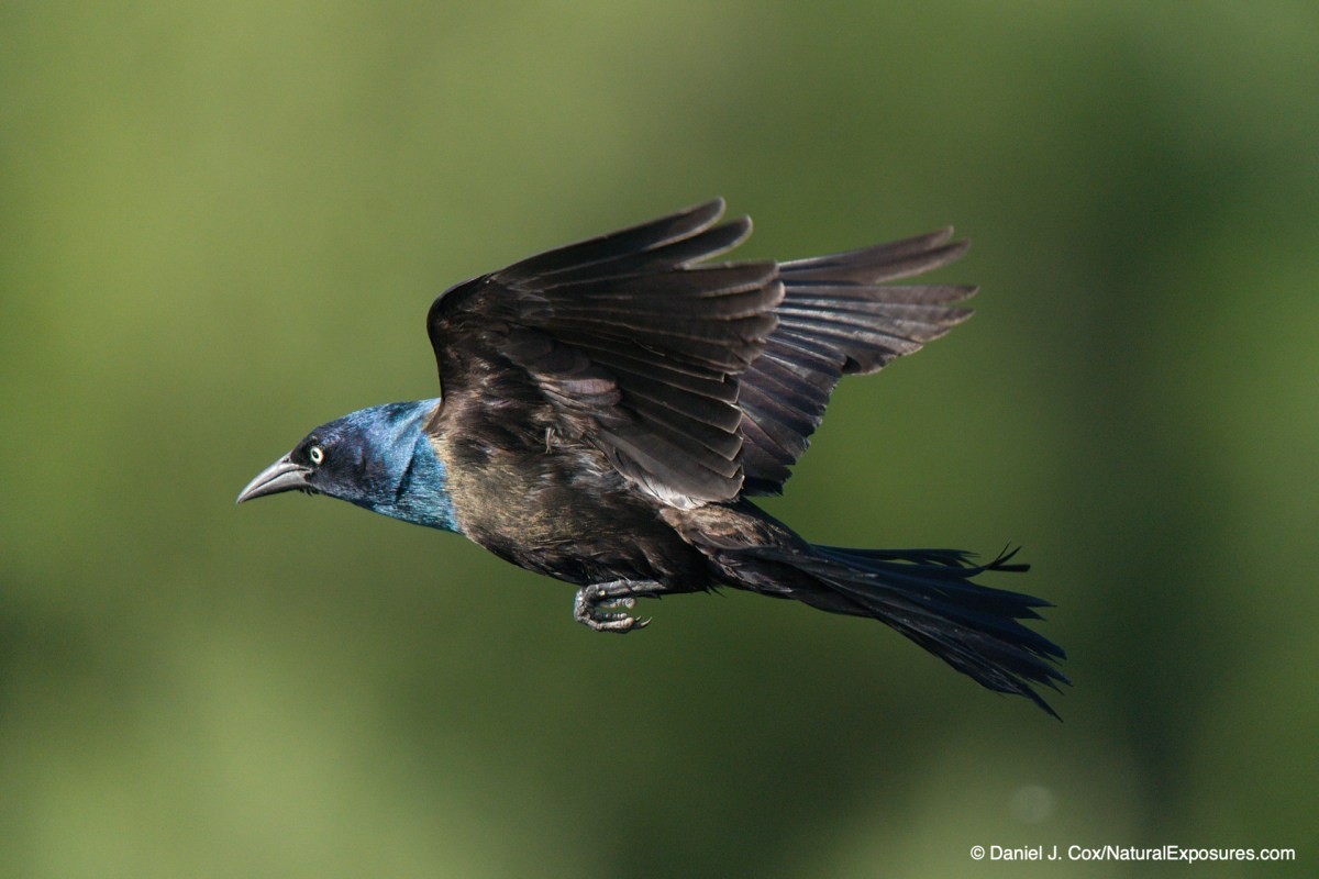birds in flight