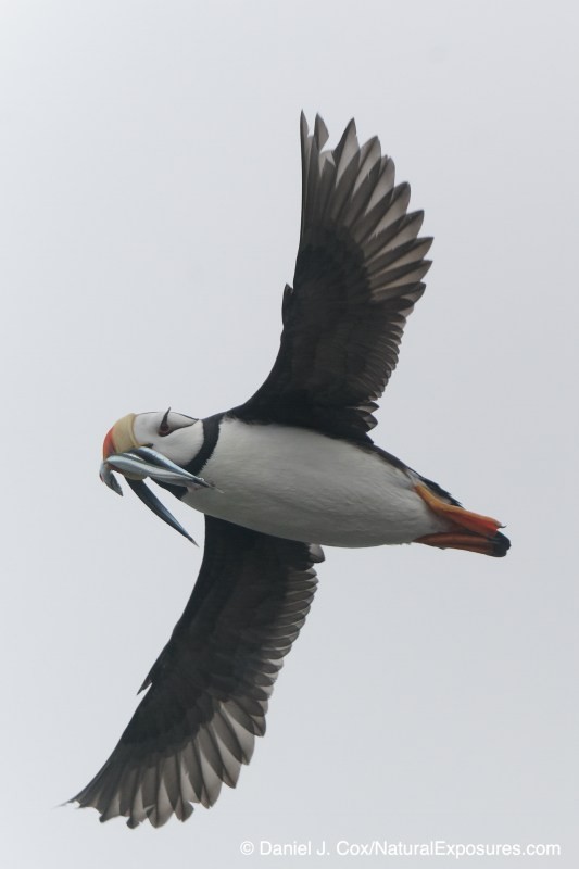 birds in flight