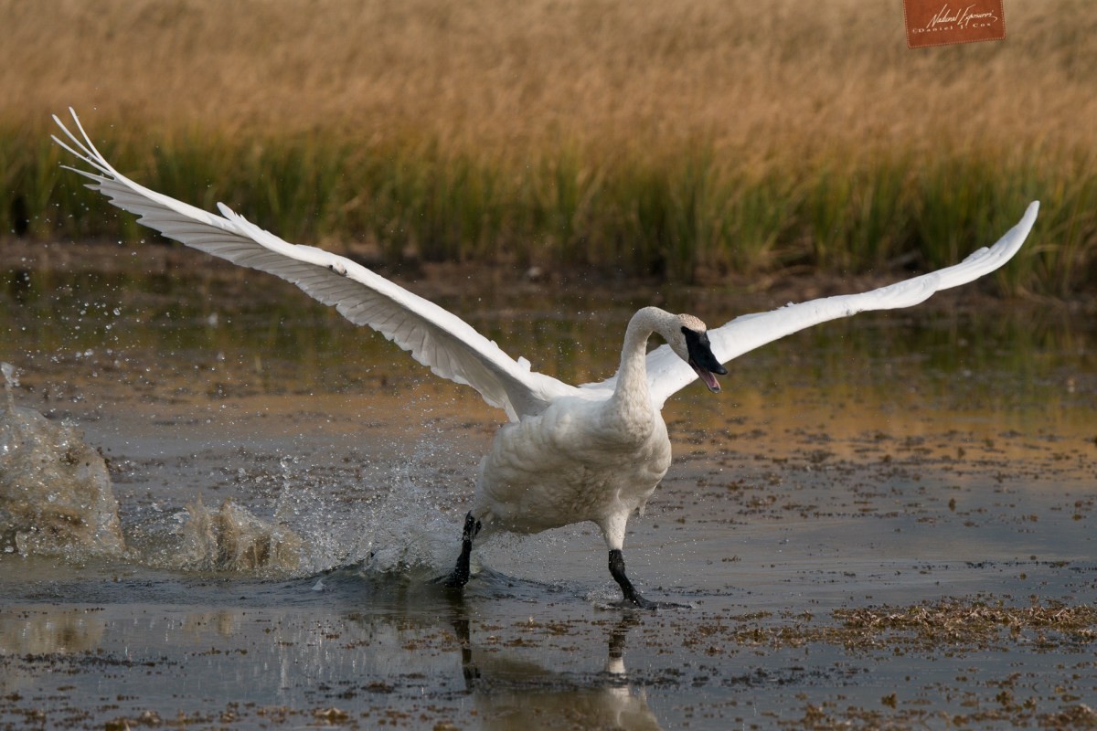 Trumpeter swan comes in for a landing on a pond in Montana. Sony A9 and 200-400mm lens.