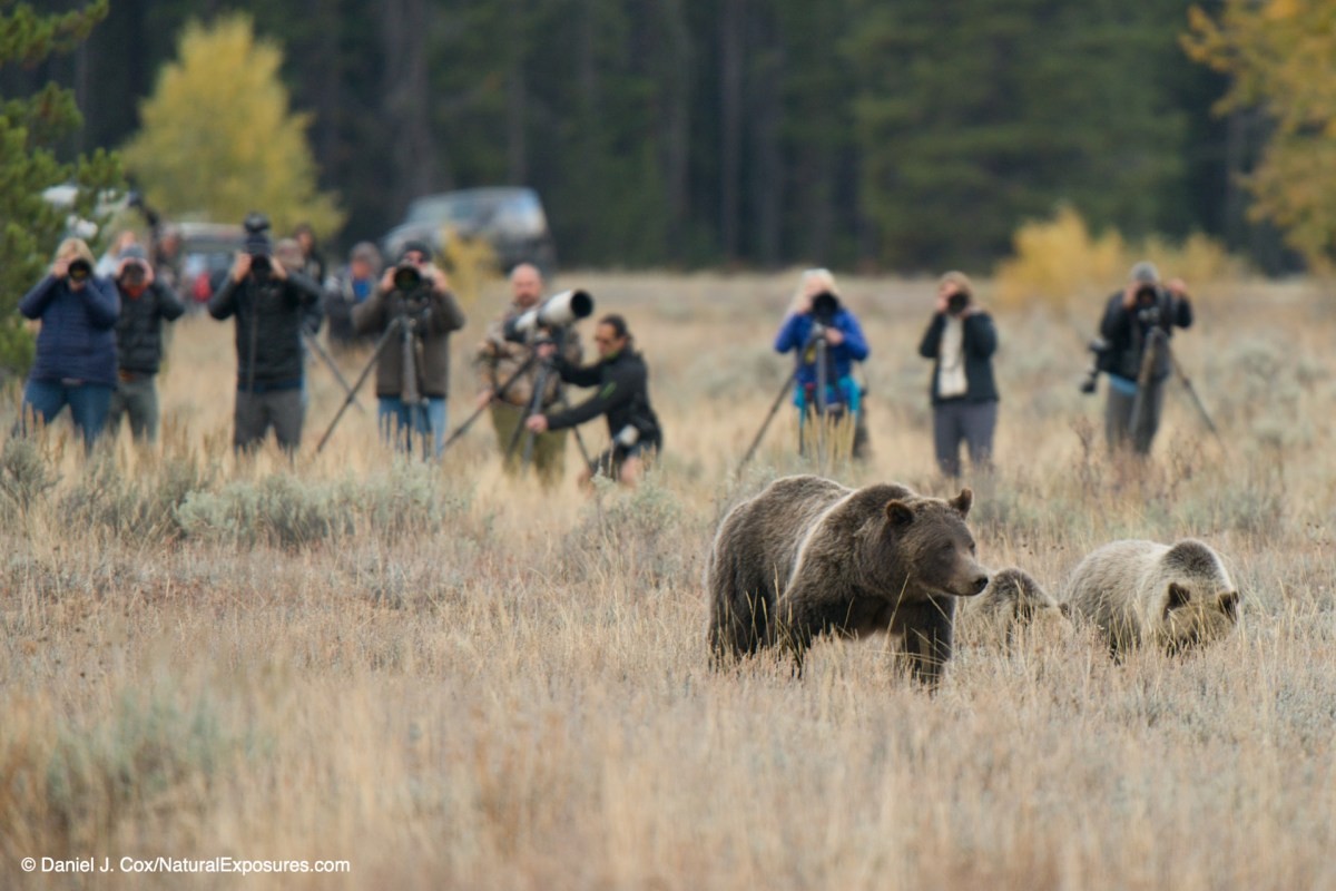 Using the Olympus 150-400mm zoom can keep you further from your subject
