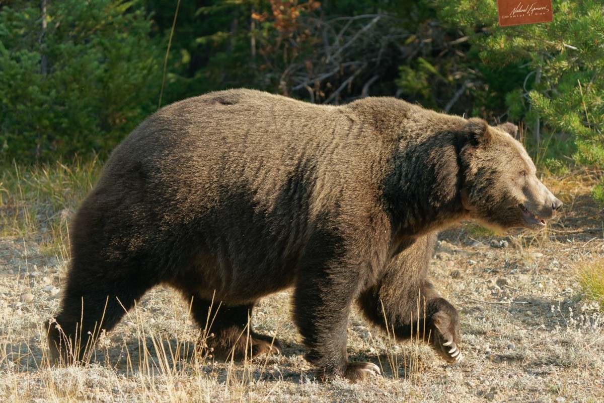 Large male grizzly in Grand Teton National Park, Wyoming. Sony A9 with 200-600mm