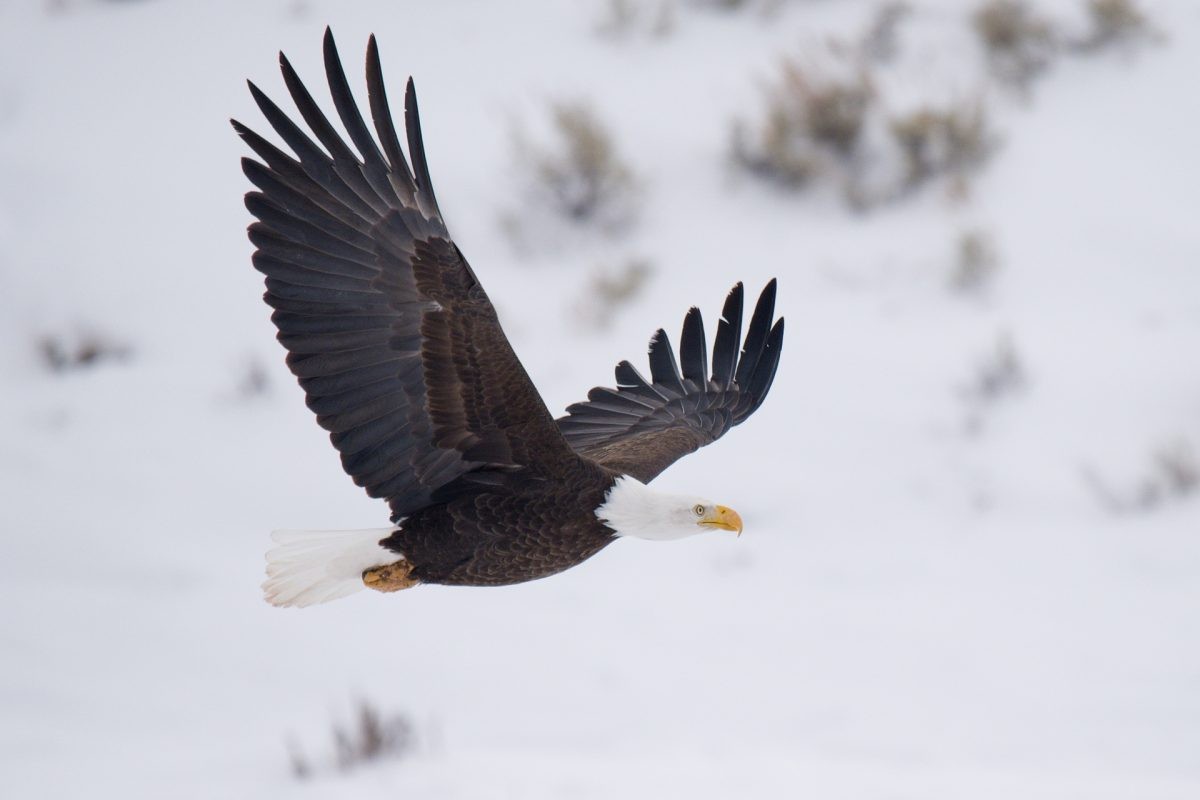 Bird photography tips