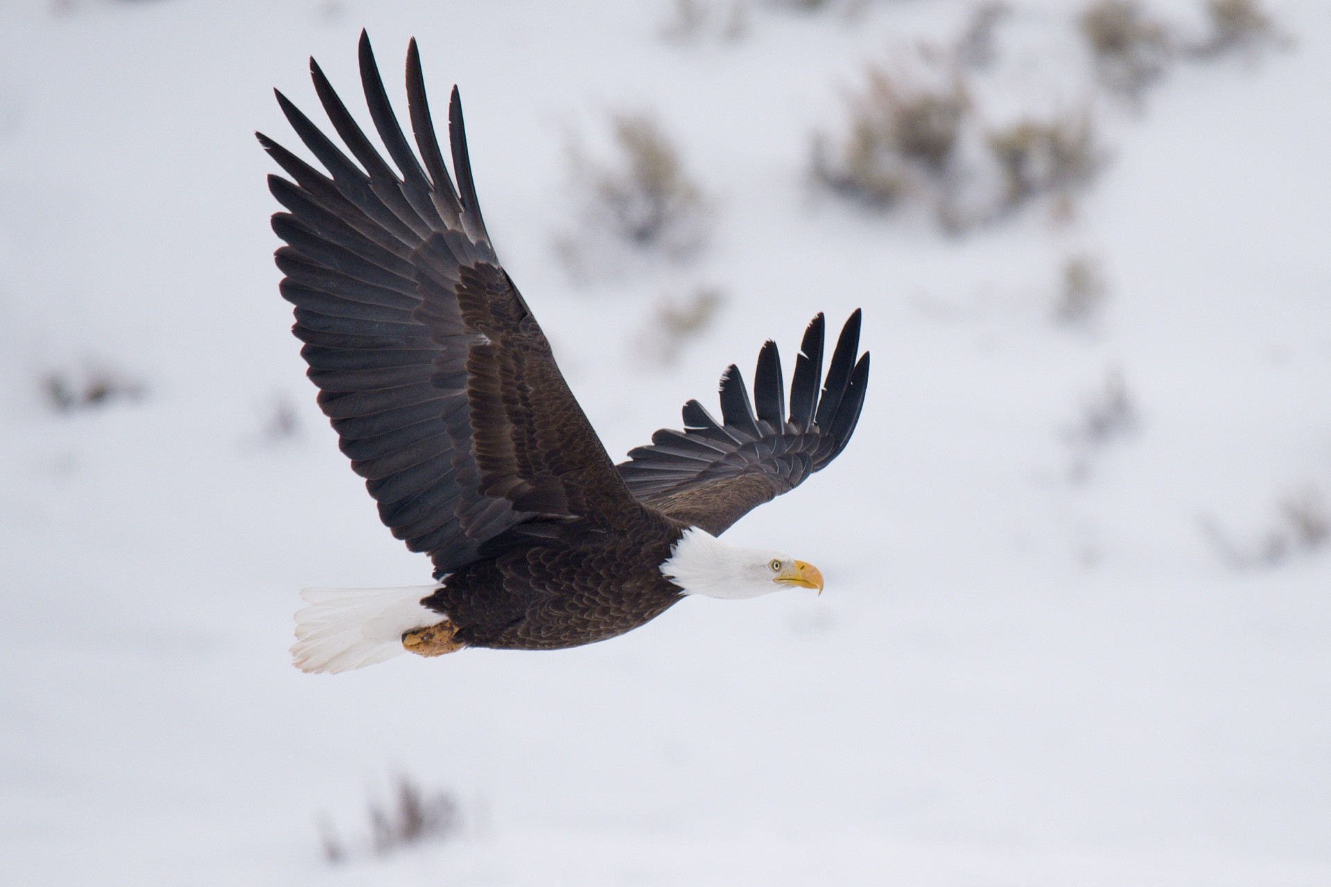 Bird photography tips