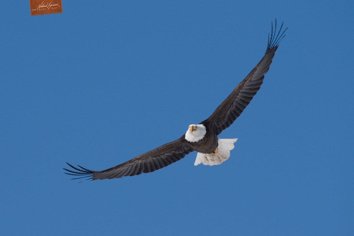 Bald eagle fling against a bright blue sky. Olympus E-M1X and the 150-400mm zoom