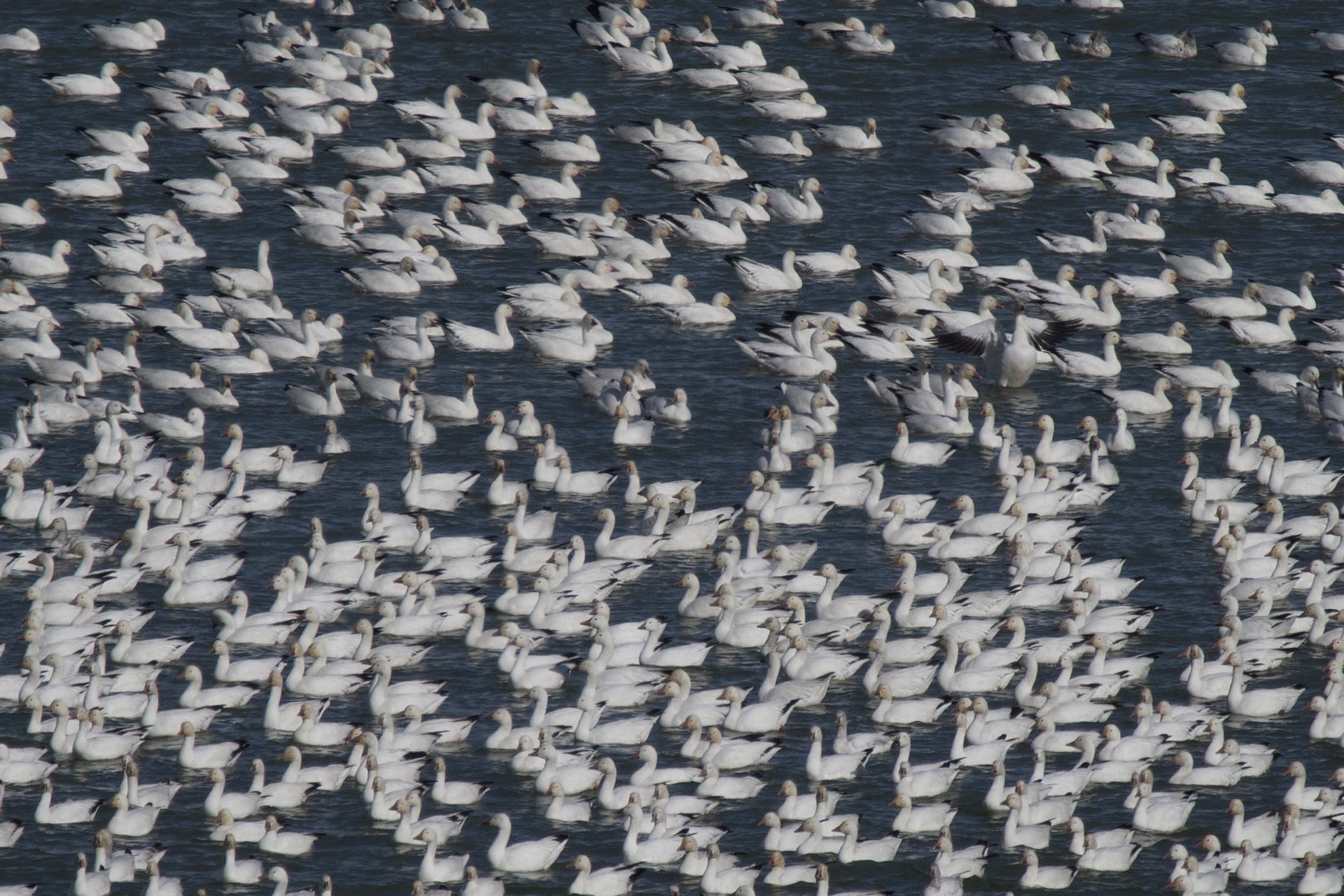 Olympus 150-400mm with 2X teleconverter