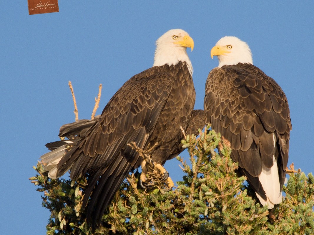 Endangred Species Act Proposed Language Change