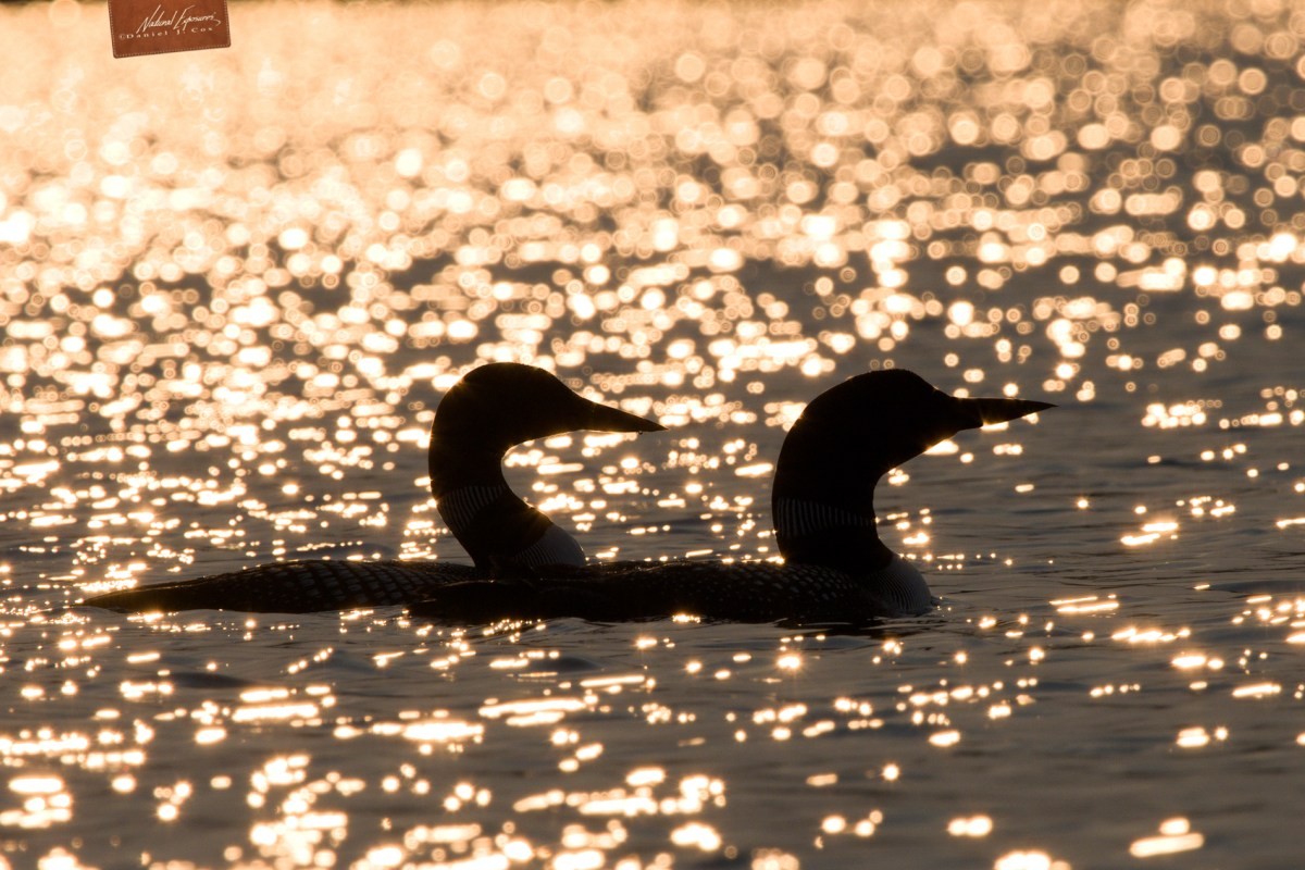 Olympus 150-400mm & Sony 200-600mm Comparison