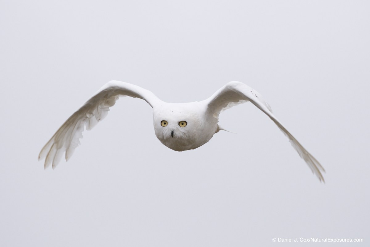 birds in flight