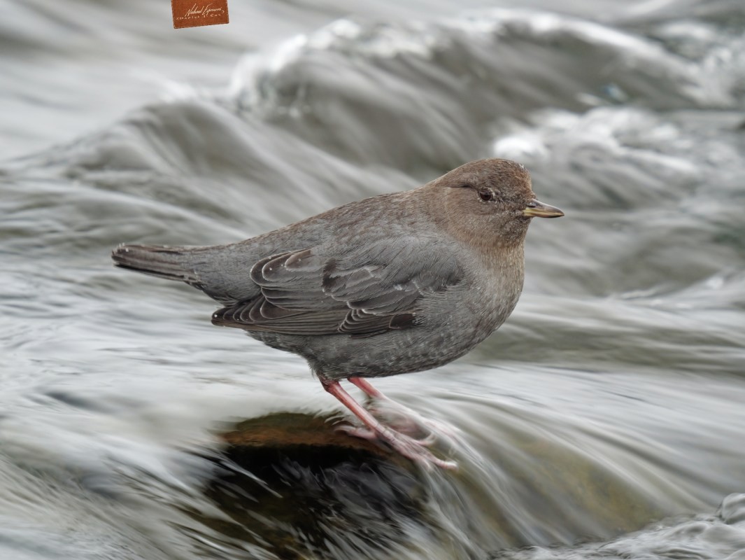 Lumix GH6 Has much improved Autofocus