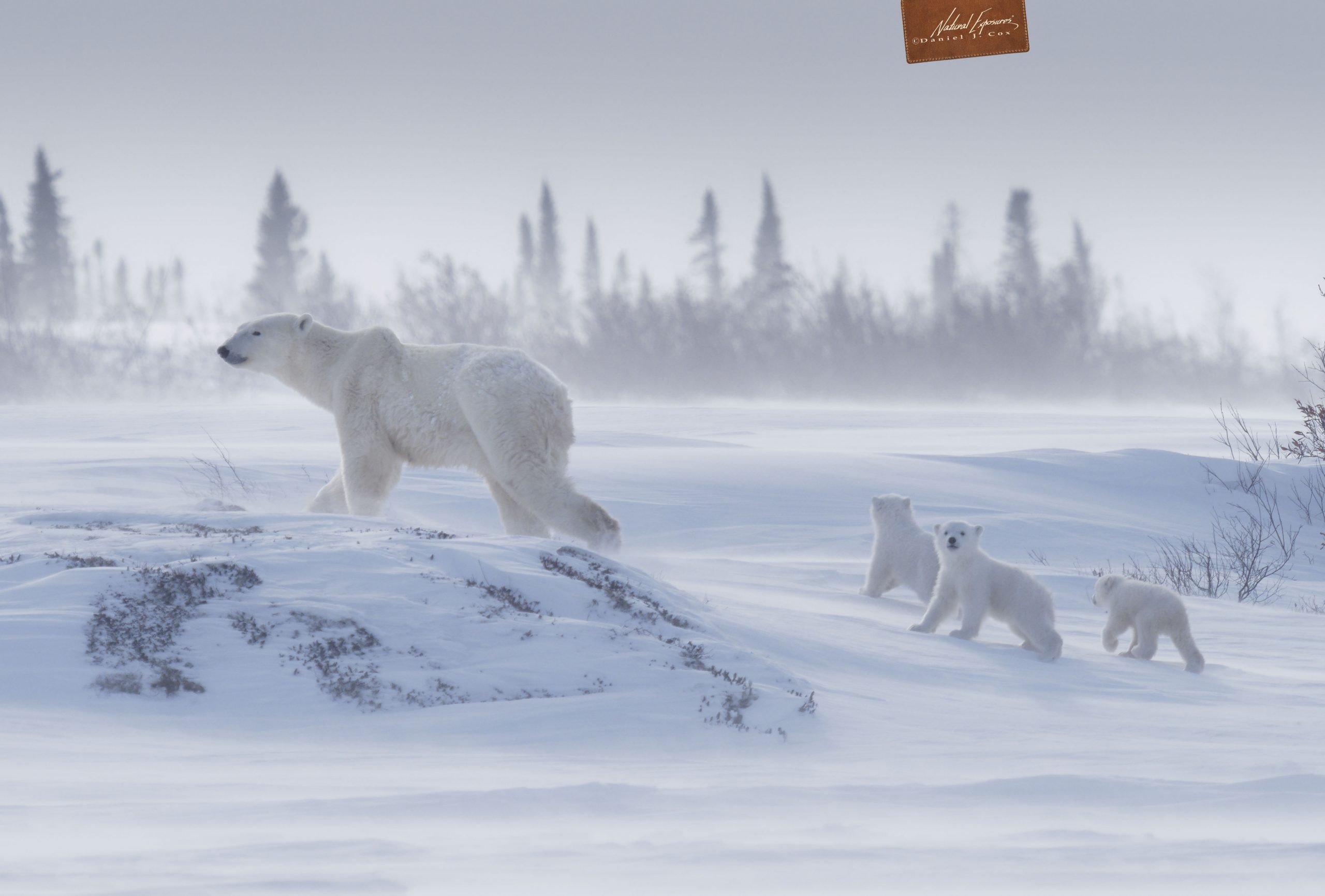 Arctic Documentary Project and Polar Bears