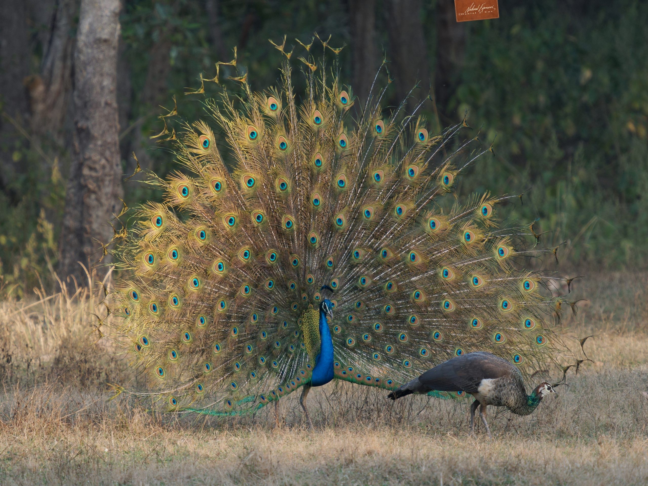 Peacock photographed with Olympus OM-1 and 150-400mm at 1000mm