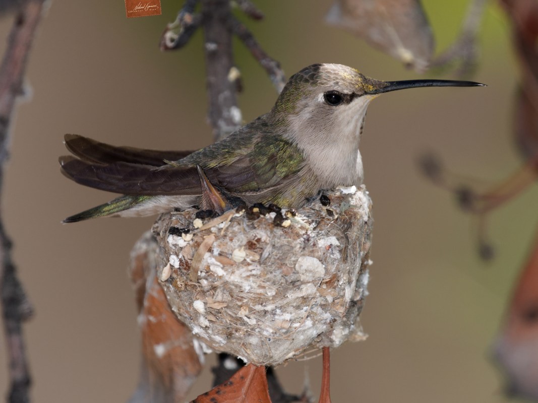 Costa's hummingbird female nesting in the gardens of the The Westin La Paloma Resort, Tuscon, Arizona